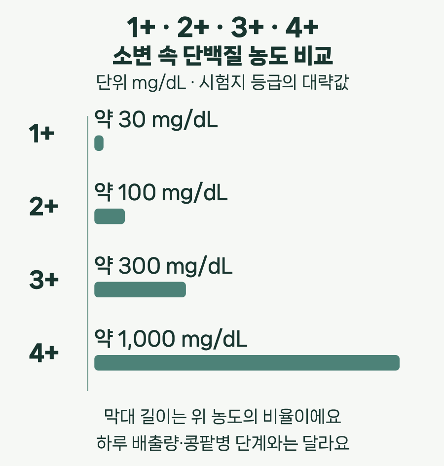 1+ · 2+ · 3+ · 4+. 소변 속 단백질 농도 비교. 단위 mg/dL · 시험지 등급의 대략값. 1+. 약 30 mg/dL. 2+. 약 100 mg/dL. 3+. 약 300 mg/dL. 4+. 약 1,000 mg/dL. 막대 길이는 위 농도의 비율이에요. 하루 배출량·콩팥병 단계와는 달라요. 막대 길이는 표시한 대략적인 농도에 비례한다.